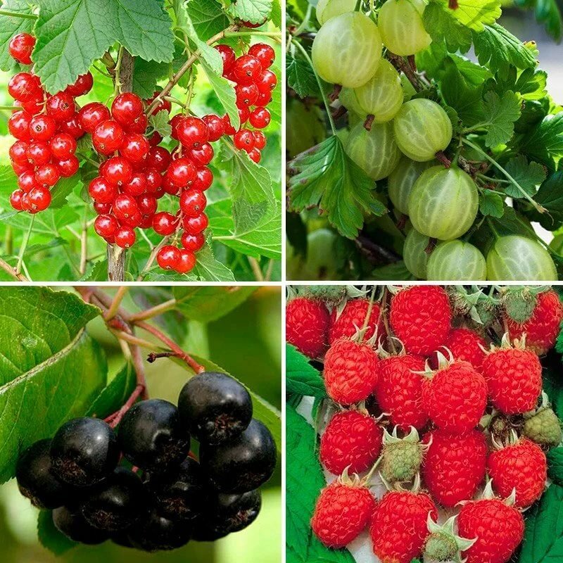 Плодовые кустарники