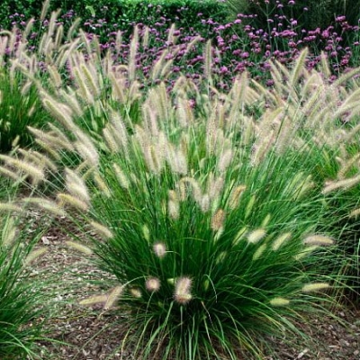 Пеннисетум (перистощетинник) лисохвостный Pennisetum alopecuroides