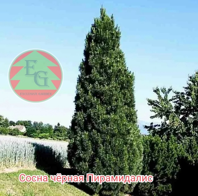 Сосна черная" Пирамидалис" Pinus nigra" Pyramidalis"
