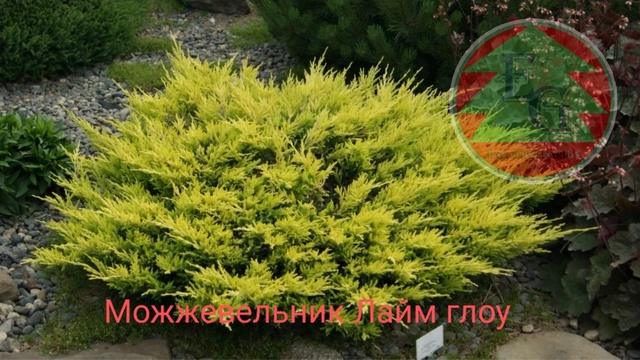 Можжевельник горизонтальный Лаймглоу Limeglow