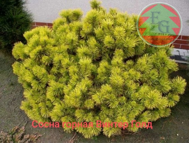 Сосна горная Карстенс Винтерголд (Pinus mugo Carsten WintergolСd)