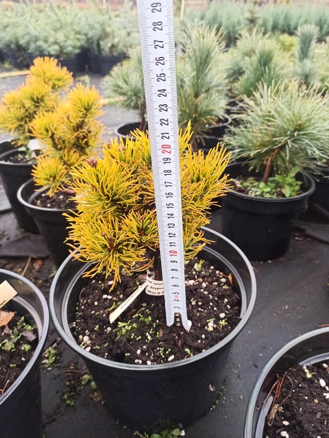 Сосна горная Карстенс Винтерголд (Pinus mugo Carsten WintergolСd)