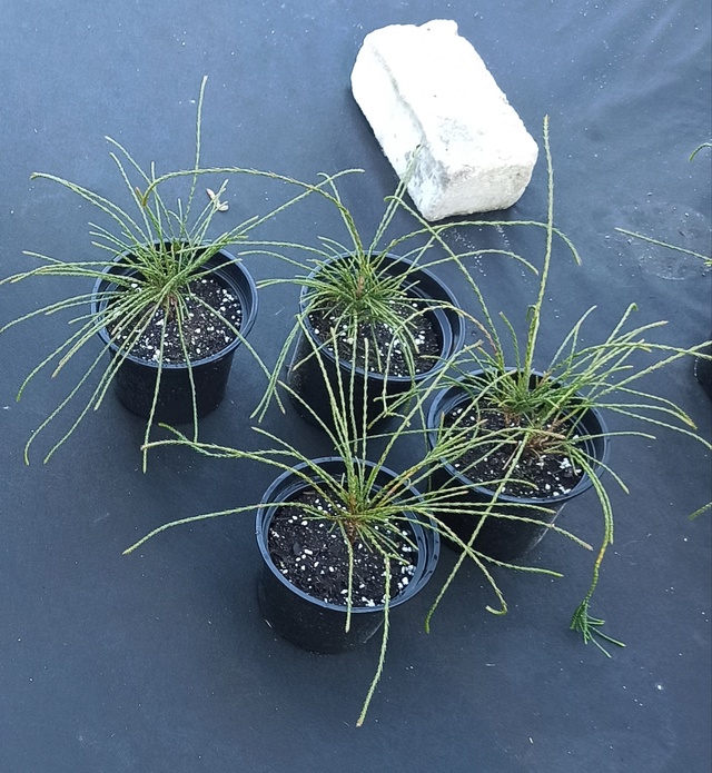 Туя складчатая Випкорд (Thuja plicata Whipcord)