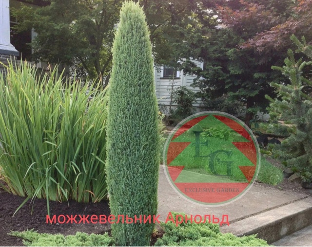 Можжевельник обыкновенный Арнольд Juniperus communis Arnold