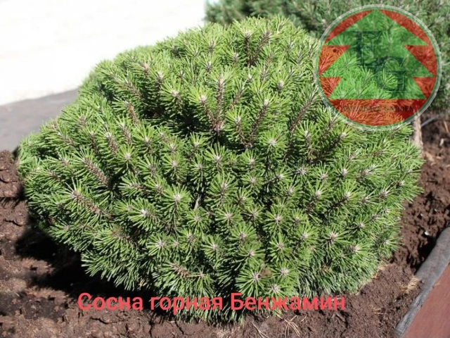 Сосна горная Бенджамин <Pinus mugo "Benjamin">