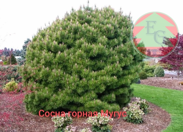 Сосна горная Мугус (Pinus mugo Mughus)