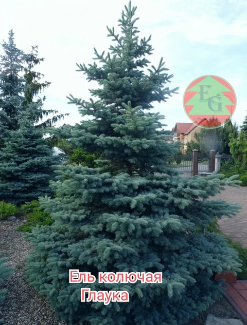 Ель колючая "Глаука"(Glauca)