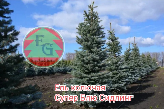 Ель голубая Супер Блю Сидлинг  "Super Blue Seedling"
