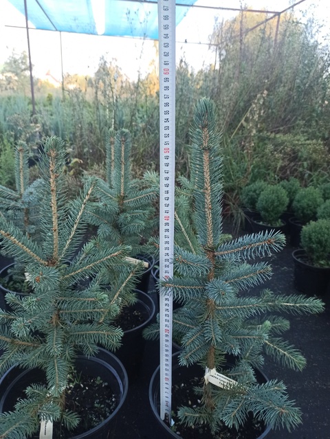 Ель голубая Супер Блю Сидлинг  "Super Blue Seedling"