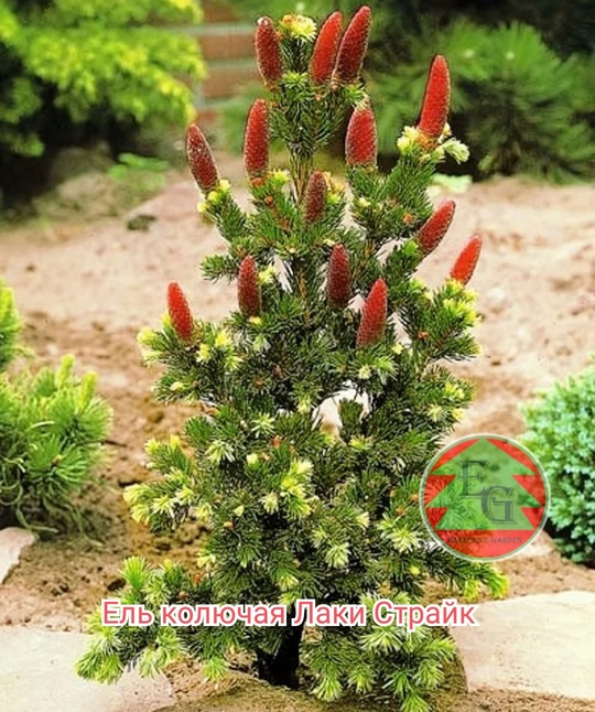 Ель колючая `Лайки Страйк` Picea pungens `Lucky Strike