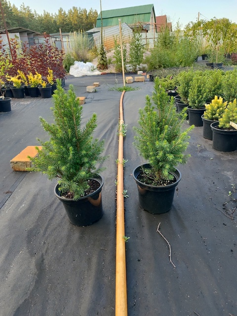 Ель канадская Коника (Picea glauca Conica)
