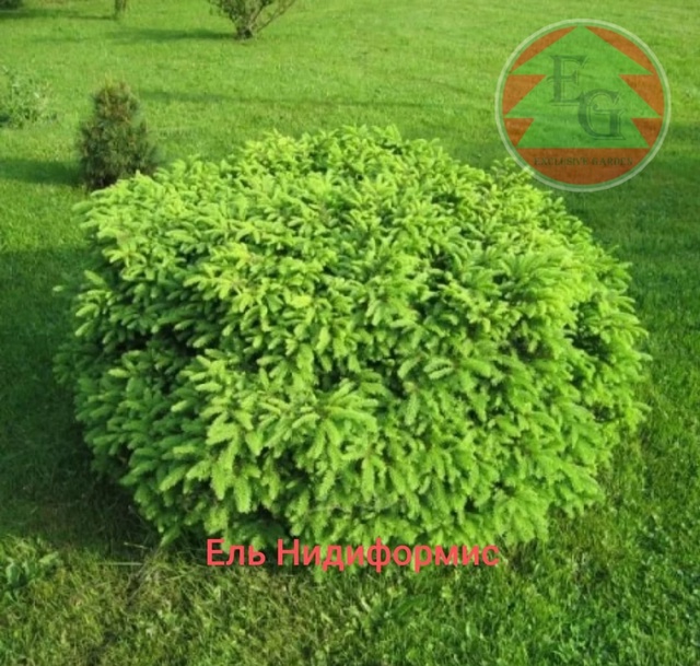 Ель обыкновенная `Нидиформис` Picea abies `Nidiformis`