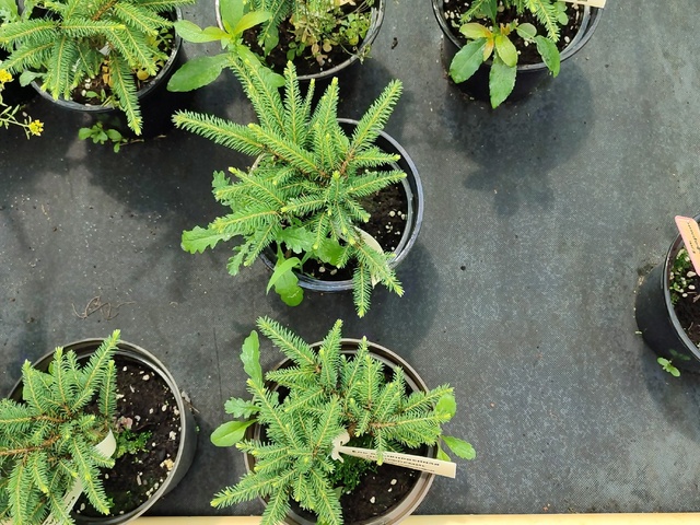 Ель обыкновенная `Нидиформис` Picea abies `Nidiformis`