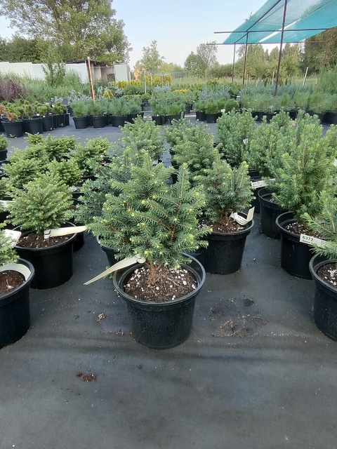 Ель сербская Карел Picea omorika Karel