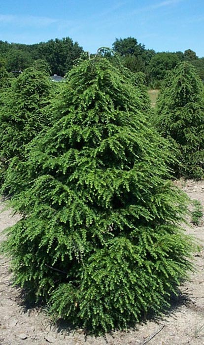 Тсуга канадская <Tsuga canadensis>