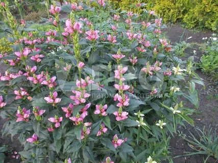 Хелоне Chelone oblique