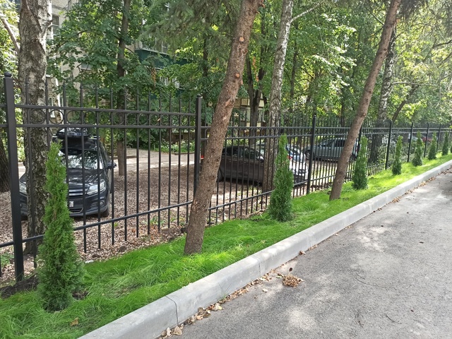 Посадка туй, Обл. стомат.  поликлиника.