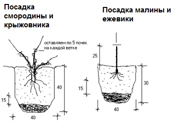 Посадка ягодных кустарников